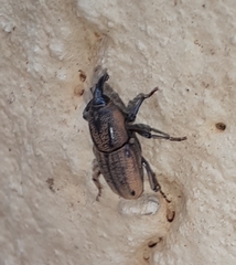 Sphenophorus venatus
