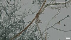 Byssocorticium efibulatum