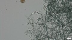 Byssocorticium efibulatum