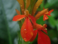 Aphelandra