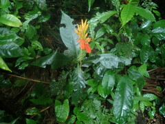 Aphelandra