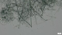 Byssocorticium efibulatum