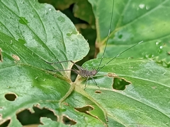 Nisitrus