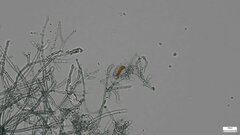 Byssocorticium efibulatum