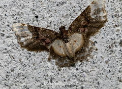 Macrohastina gemmifera