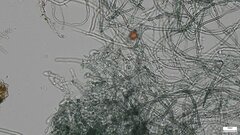 Byssocorticium efibulatum