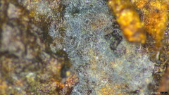 Byssocorticium efibulatum