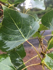 Populus nigra