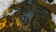 Byssocorticium efibulatum