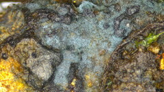 Byssocorticium efibulatum