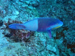 Eclipse Parrotfish photo 1