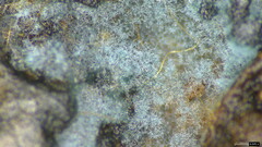 Byssocorticium efibulatum