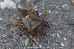 Pinthaeus sanguinipes