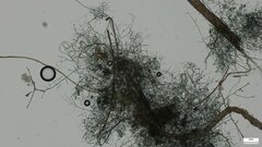 Byssocorticium efibulatum