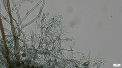 Byssocorticium efibulatum