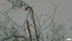 Byssocorticium efibulatum