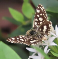 Ernsta colotes