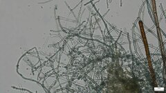 Byssocorticium efibulatum