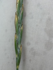 Elymus repens