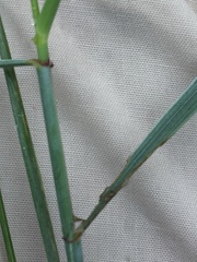 Elymus repens