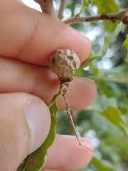 Andricus infectorius