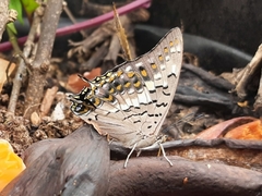 Charaxes solon