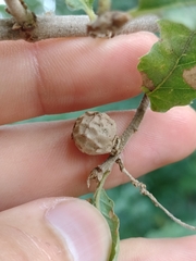 Andricus infectorius