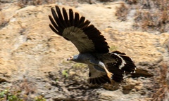 Polyboroides radiatus