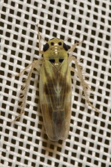 Macrosteles variatus