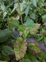 Cicerbita macrophylla uralensis