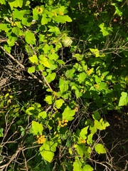 Physocarpus opulifolius