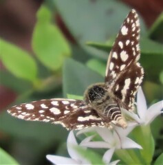 Ernsta colotes