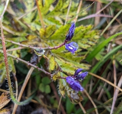 Polygala vulgaris