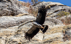 Polyboroides radiatus