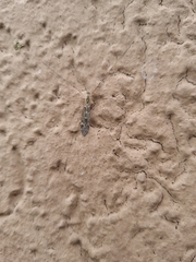 Tipula