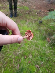 Laccaria laccata