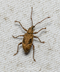 Phytoscaphus orthideres