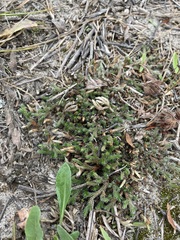 Selaginella rupestris