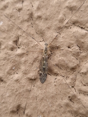 Tipula