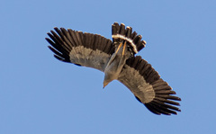 Polyboroides radiatus