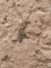 Tipula