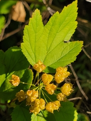 Physocarpus opulifolius