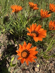 Gazania pectinata
