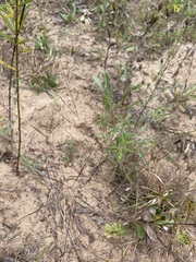 Aristida tuberculosa