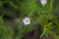 Ipomoea costellata