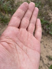 Aristida tuberculosa