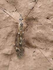 Tipula