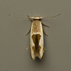 Stathmopoda megathyma