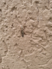 Tipula