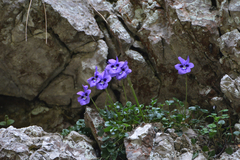 Viola